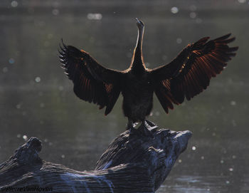 Close-up of eagle flying over lake