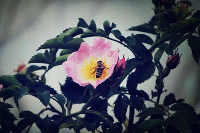 Close-up of pink flower