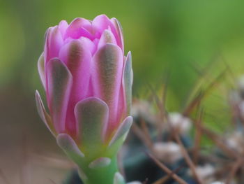 Close-up of pink rose flower