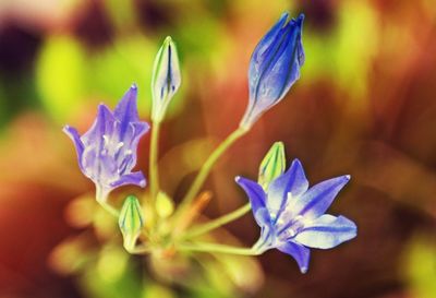 Close-up of purple iris