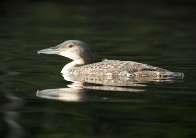 Close-up of common loon swimming in lake