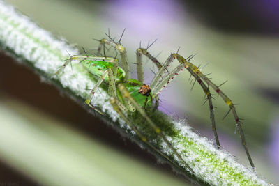 Close-up of insect on stem against blurred background