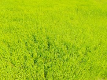 Full frame shot of fresh green field