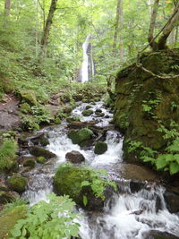 Stream flowing through rocks in forest