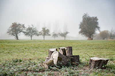 Tree stumps on field in germany