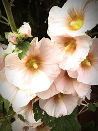 Close-up of white flowers blooming outdoors