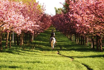 Rear view of woman walking on cherry blossom
