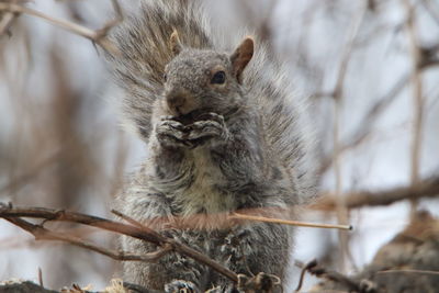 Close-up of squirrel on tree