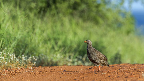 Close-up of a bird perching on a field