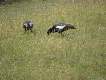 View of birds on field