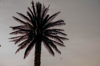 Low angle view of palm tree against sky