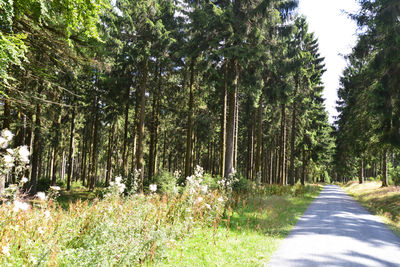 Road amidst trees in forest