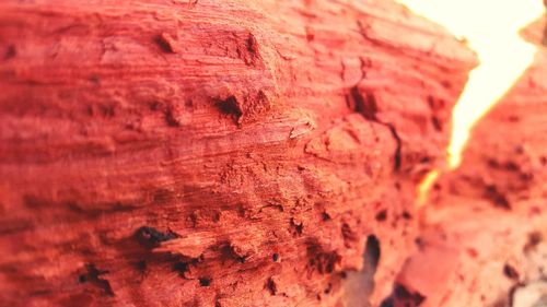 Detail shot of tree trunk