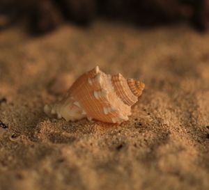 Close-up of seashell on sand