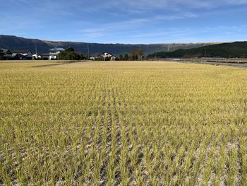 Rice field in yellow