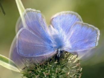 Close-up of insect on blue flower