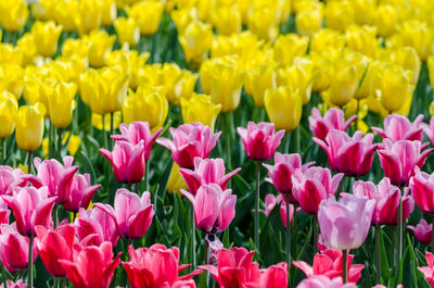 Close-up of pink tulips on field