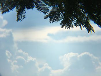 Low angle view of palm tree against sky