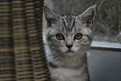 Close-up portrait of tabby cat