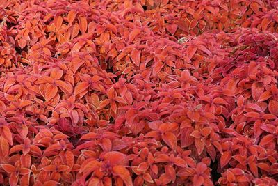 Detail shot of red leaves