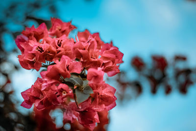 Close-up of red flowering plant