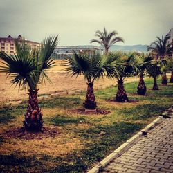 Palm trees on beach against sky