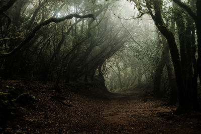 Trees growing in forest