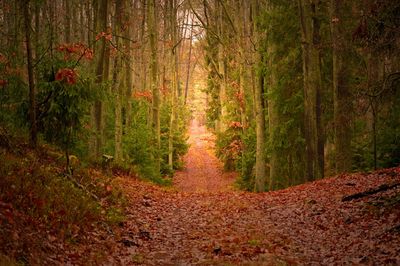 Trees in forest