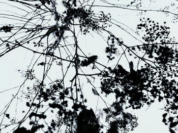 Low angle view of bird perching on tree against sky