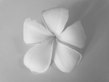 Close-up of frangipani on white background