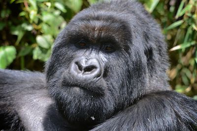 Close-up portrait of a monkey