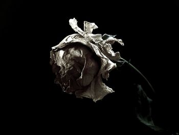 Close-up of wilted rose against black background