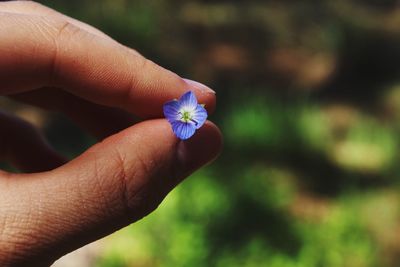 Cropped hand holding small purple flower