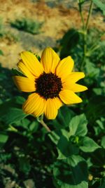 Close-up of yellow flower