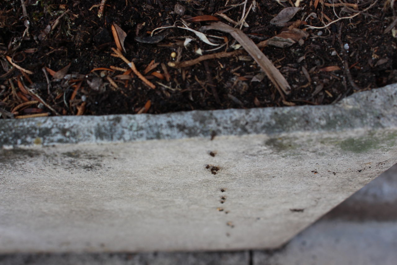 HIGH ANGLE VIEW OF LIZARD ON LAND