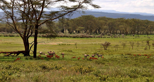 View of horses grazing in field