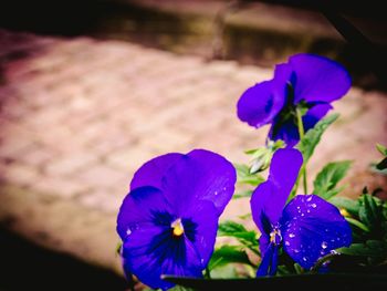 Close-up of purple flowers blooming outdoors