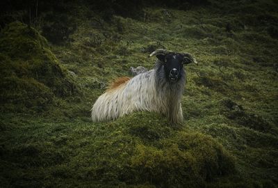 Dog on grassy field