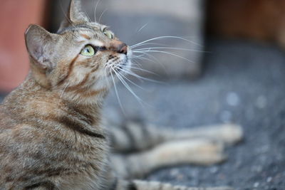 Close-up of cat sitting outdoors