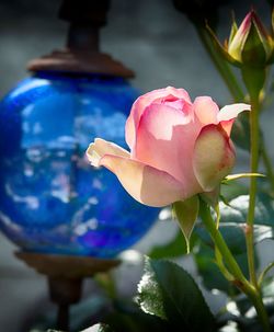 Close-up of pink rose flower