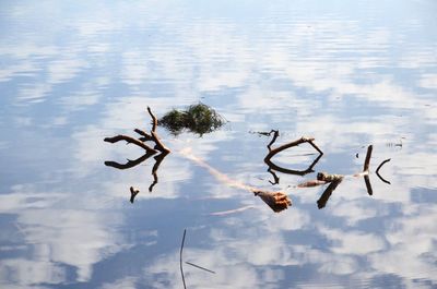 High angle view of plant in lake against sky