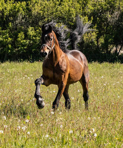 Horse running in a field