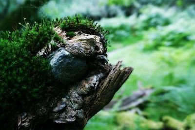 Close-up of tree trunk