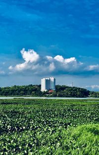 Plants growing on field against sky