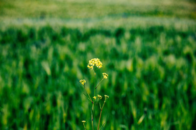 Close-up of flower growing in field