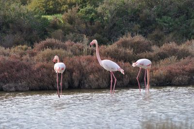 View of birds by the lake