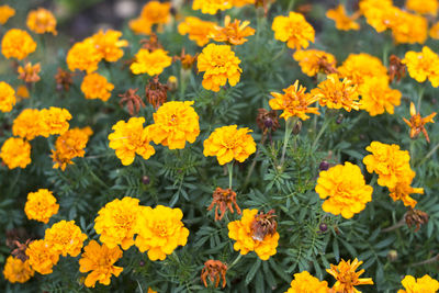 Close-up of yellow flowers