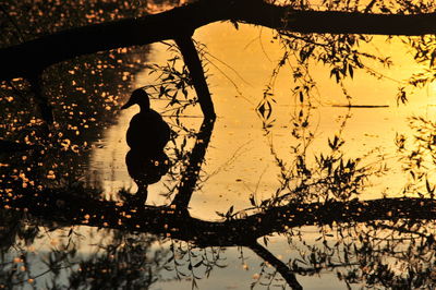 Silhouette of birds on lake during sunset