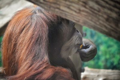 Close-up of monkey