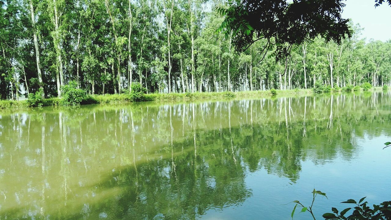 Water and trees reflection